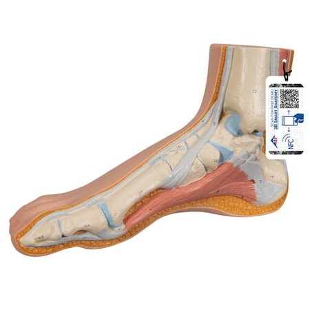 Normal Foot - W/ 3B Smart Anatomy
